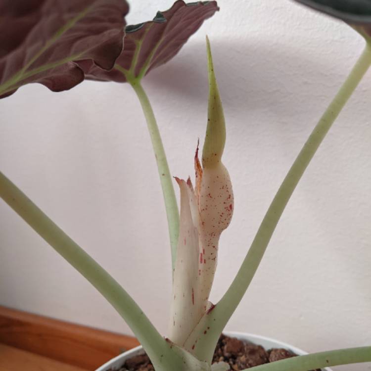 plant image 1552394 plant image 1552394