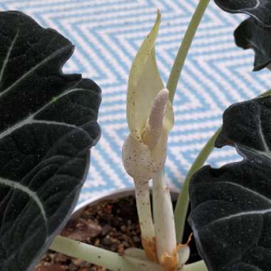 Alocasia sanderiana 'Black Velvet'