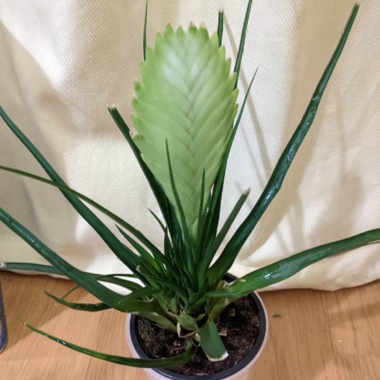 plant image 1554740