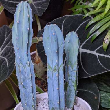Myrtillocactus geometrizans