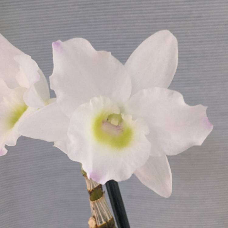 plant image 1560109 plant image 1560109