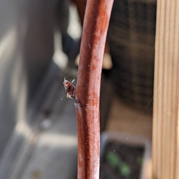 plant image 1564797