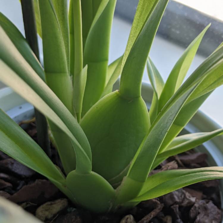 plant image 1566103 plant image 1566103
