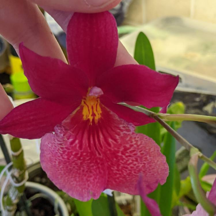 plant image 1566104 plant image 1566104