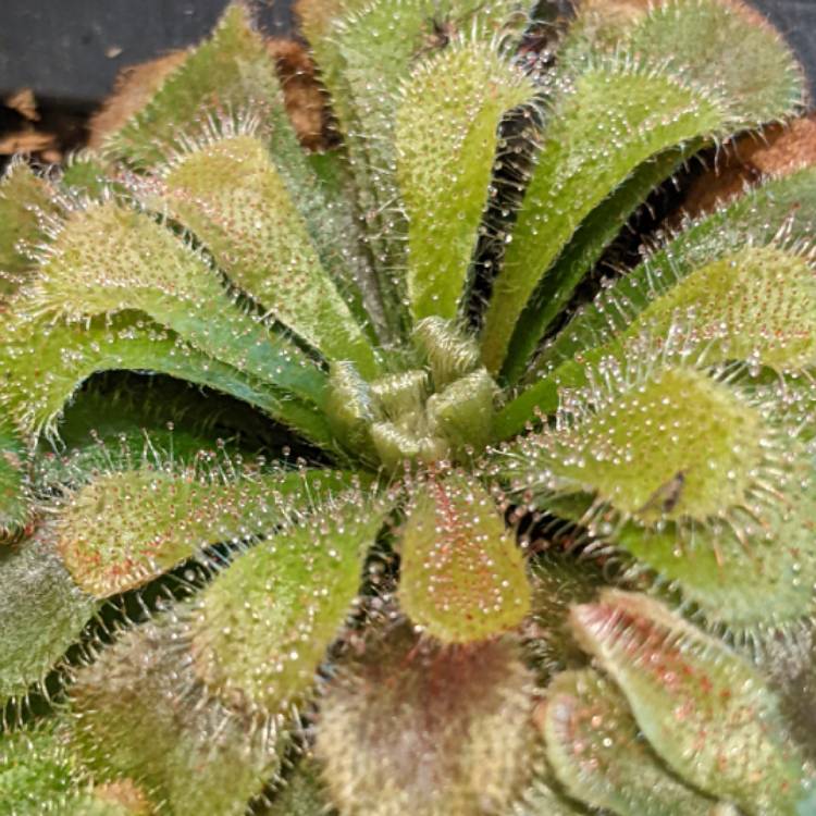 Plant image Drosera Aliciae