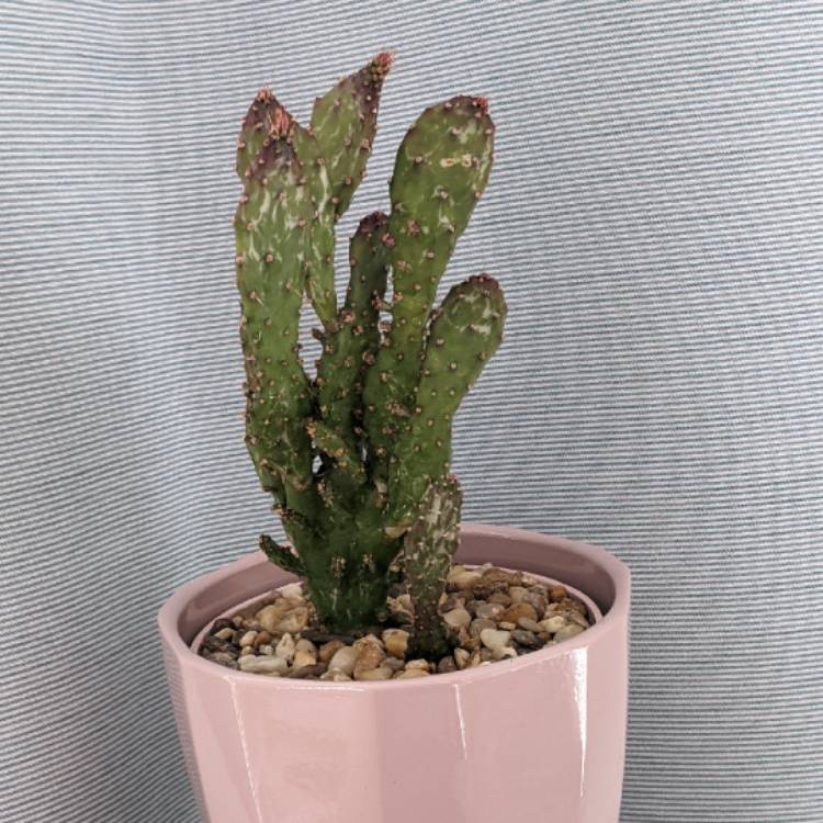 plant image 1569167 plant image 1569167