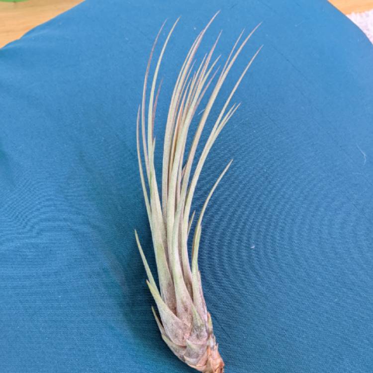 plant image 1572561