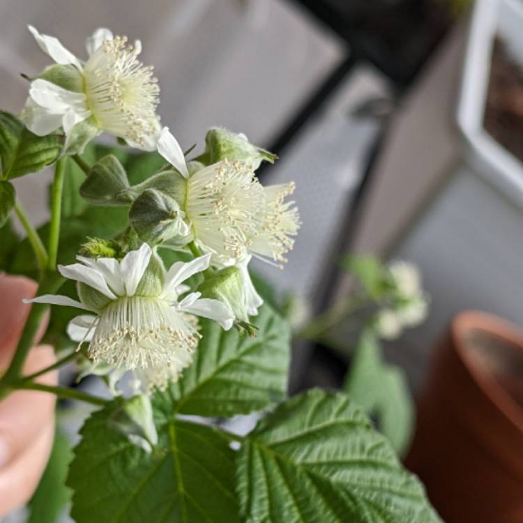 plant image 1575095