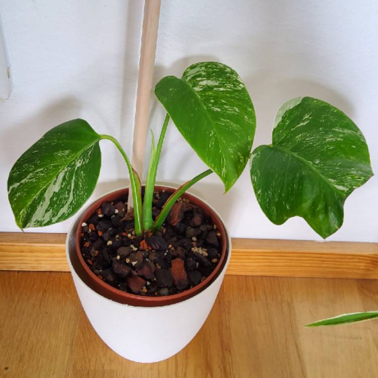 plant image 1581222 plant image 1581222