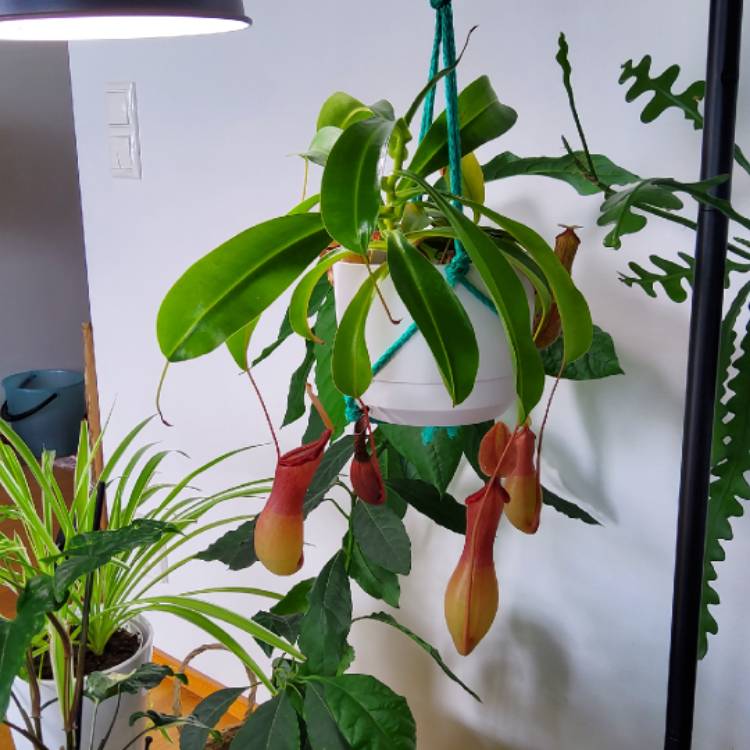 Plant image Nepenthes ventricosa