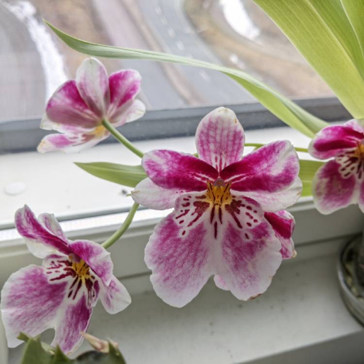 plant image 1581562