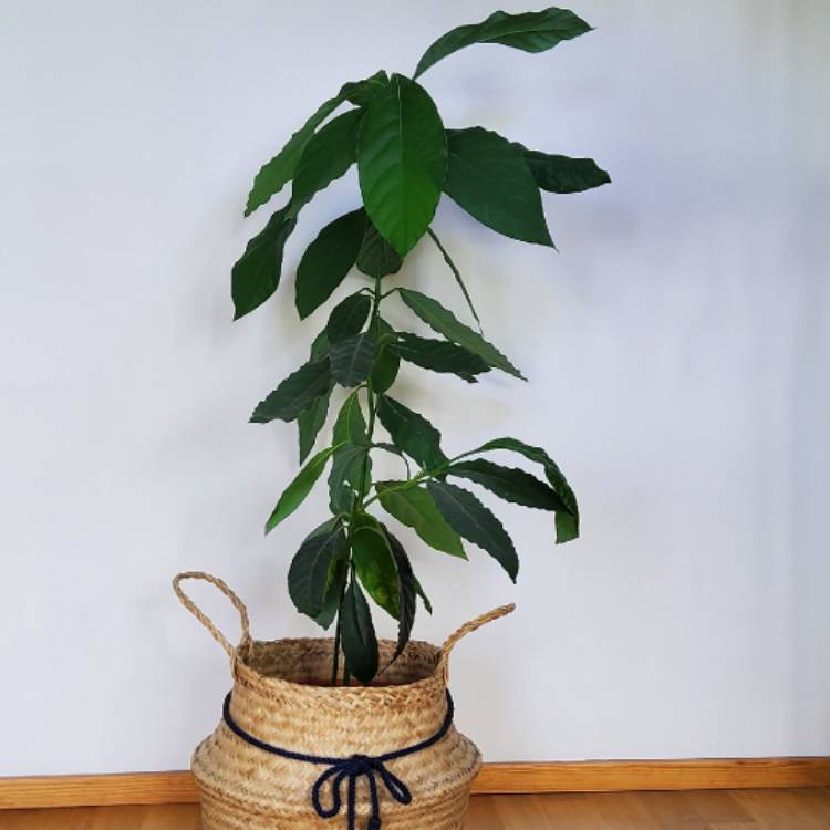 plant image 1581570 plant image 1581570