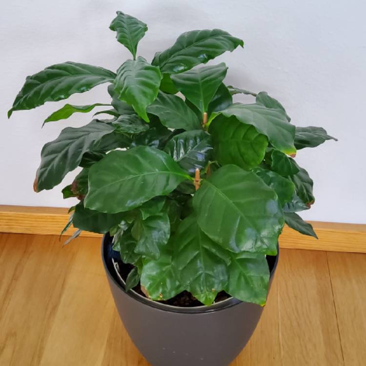 plant image 1581574 plant image 1581574