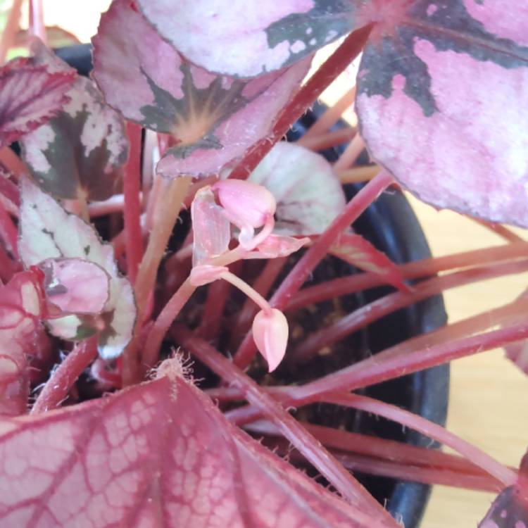 plant image 1617529
