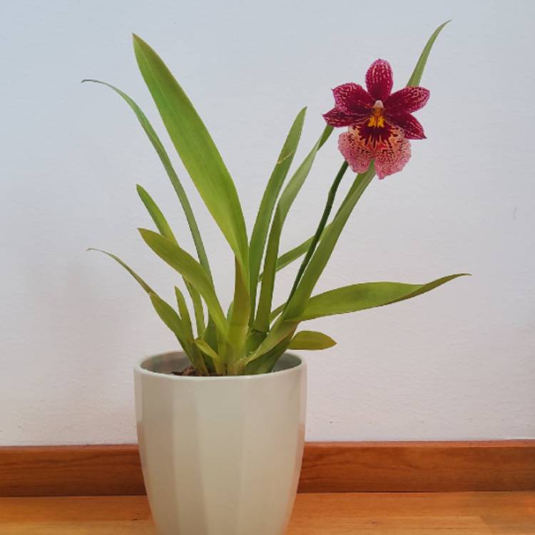 plant image 1618477 plant image 1618477
