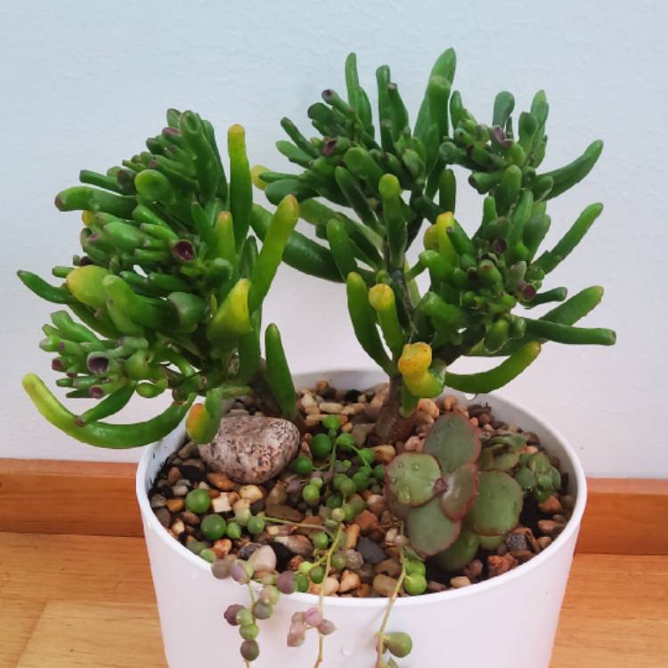 Plant image Crassula Ovata 'Gollum'