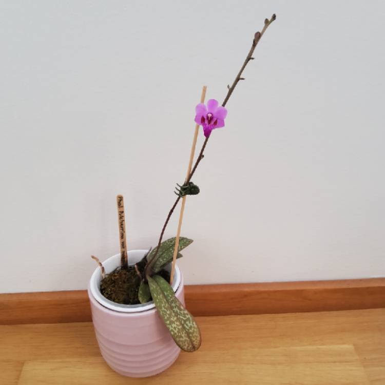 plant image 1624308 plant image 1624308
