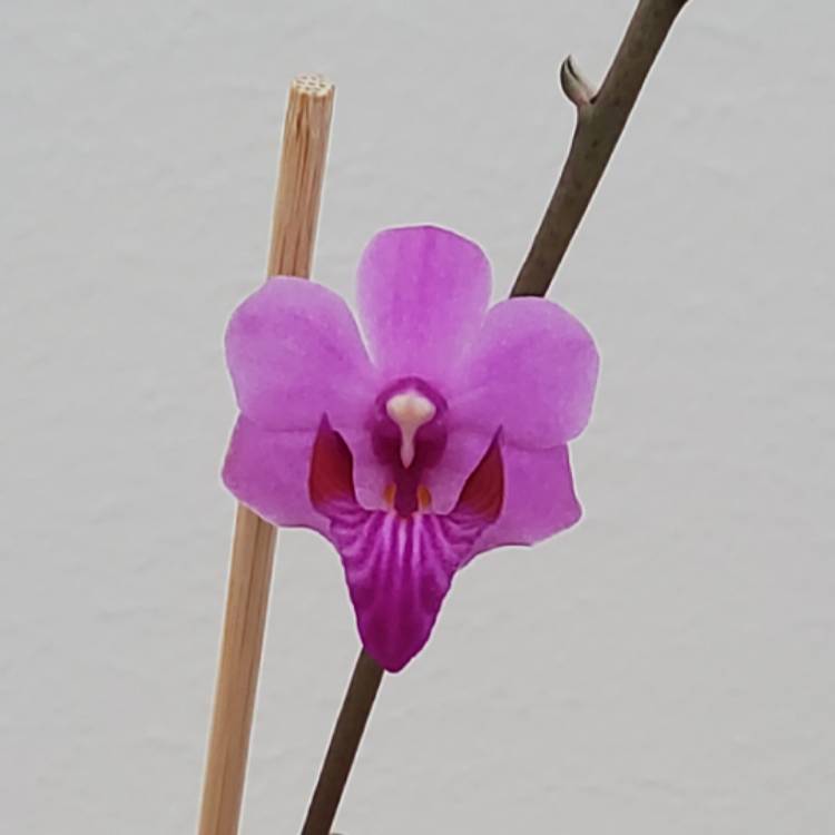 plant image 1624309 plant image 1624309