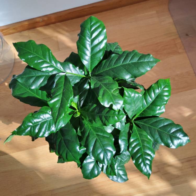 plant image 1624311 plant image 1624311