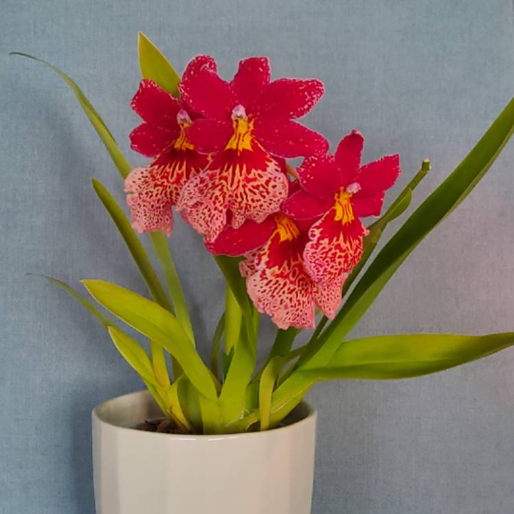plant image 1627673 plant image 1627673