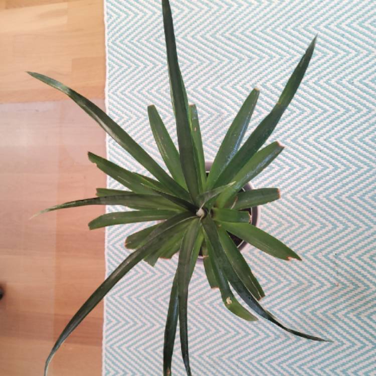 plant image 1641596 plant image 1641596