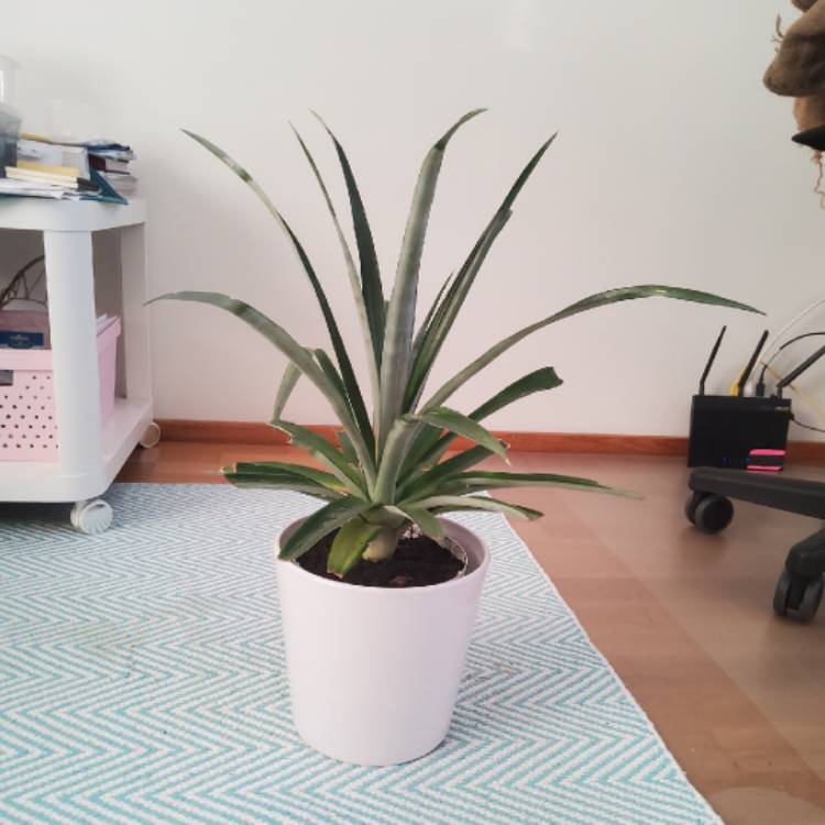 plant image 1641597 plant image 1641597