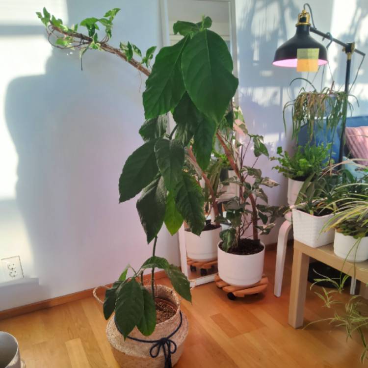 Plant image Persea americana 'Hass'