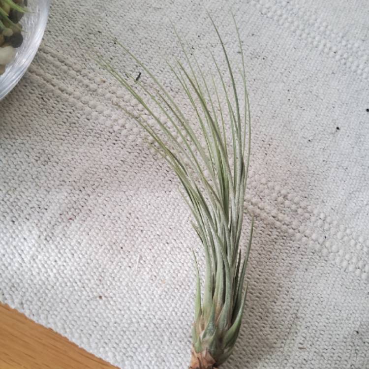 Plant image Tillandsia juncea