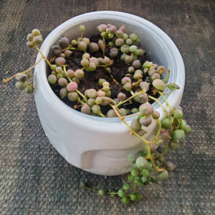 plant image 1654726 plant image 1654726