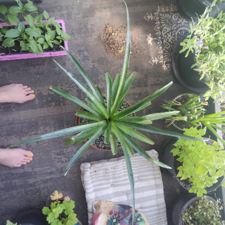 plant image 1662895 plant image 1662895