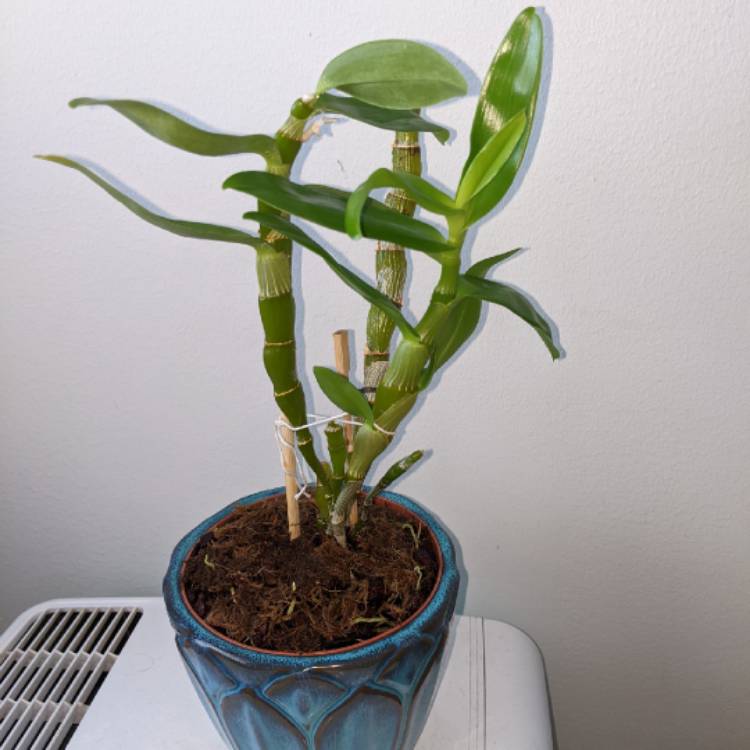 plant image 1672842 plant image 1672842