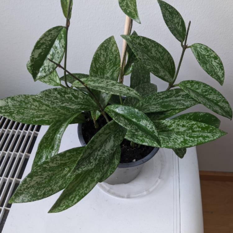 plant image 1680337