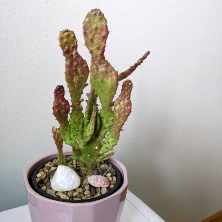 plant image 1680678 plant image 1680678