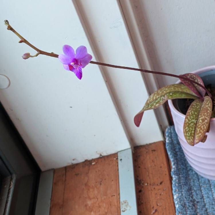 plant image 1681359 plant image 1681359