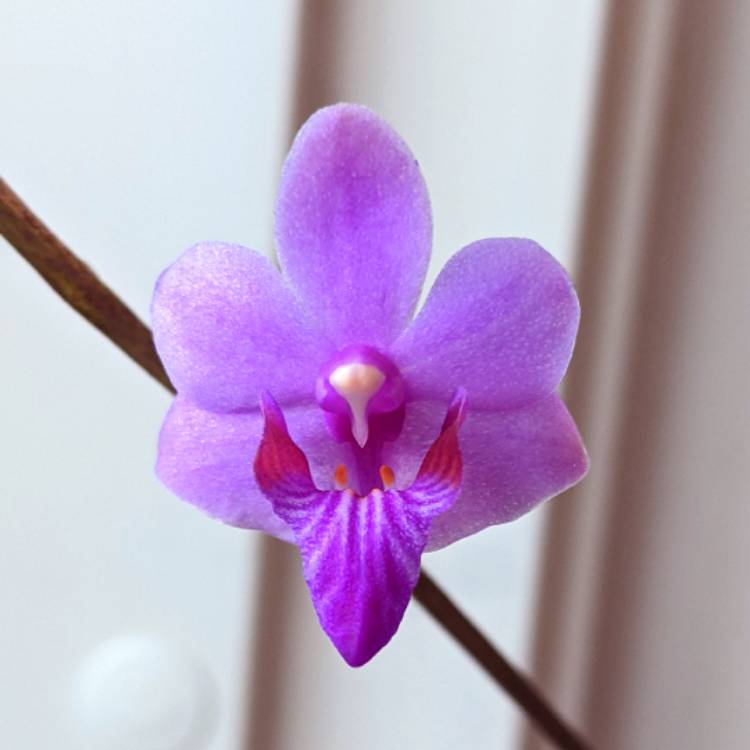 plant image 1681360 plant image 1681360