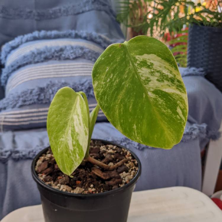 plant image 1681364 plant image 1681364