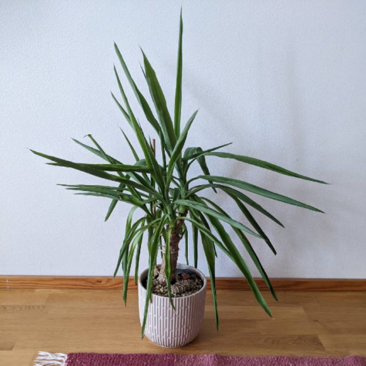 plant image 1682454