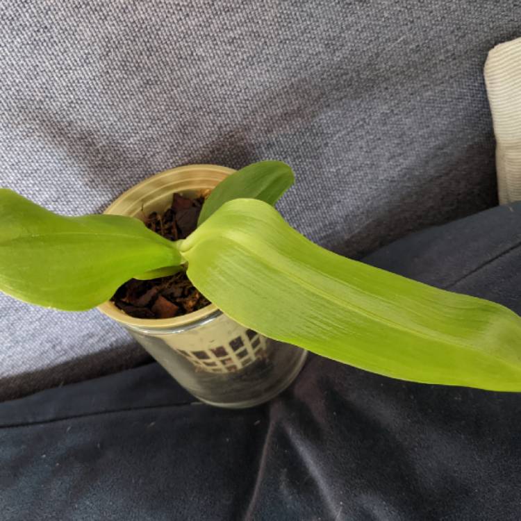 plant image 1682925