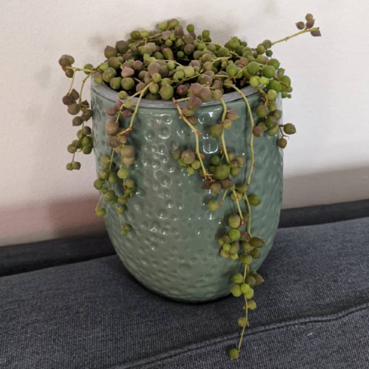 plant image 1683849 plant image 1683849