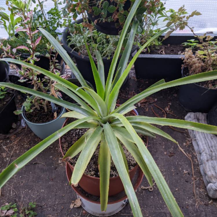 plant image 1683850 plant image 1683850