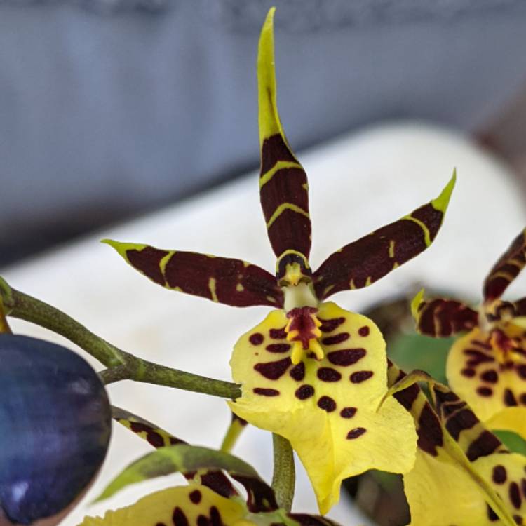 plant image 1684002