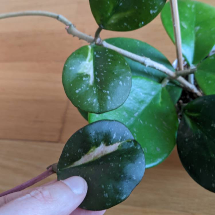 plant image 1685857 plant image 1685857