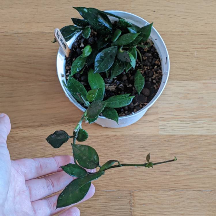 plant image 1685865 plant image 1685865