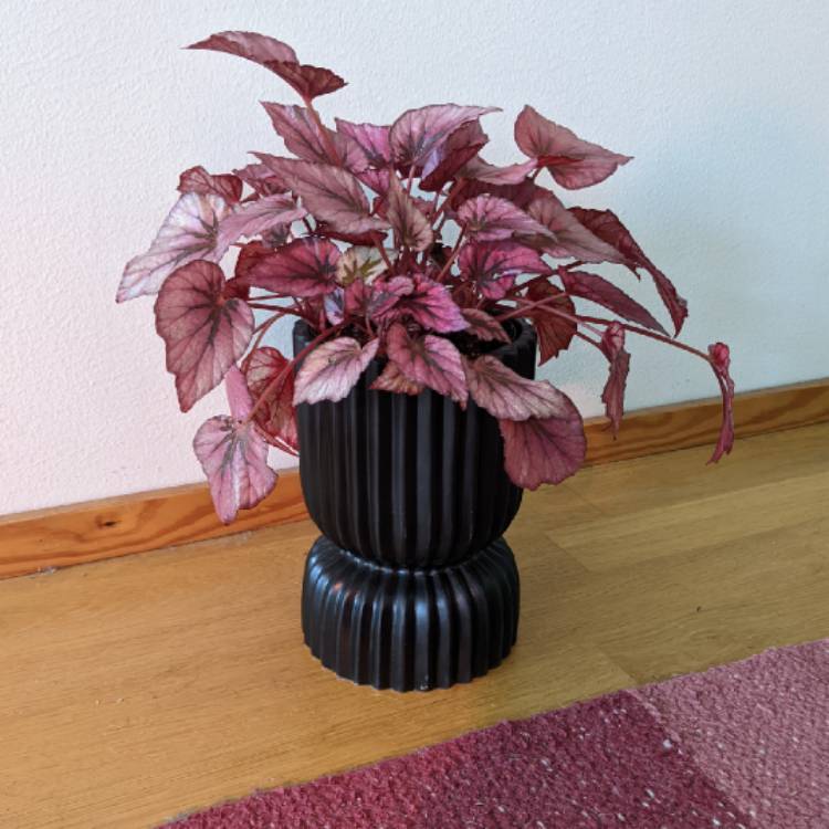 plant image 1687185