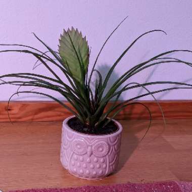 Pink Quill Plant