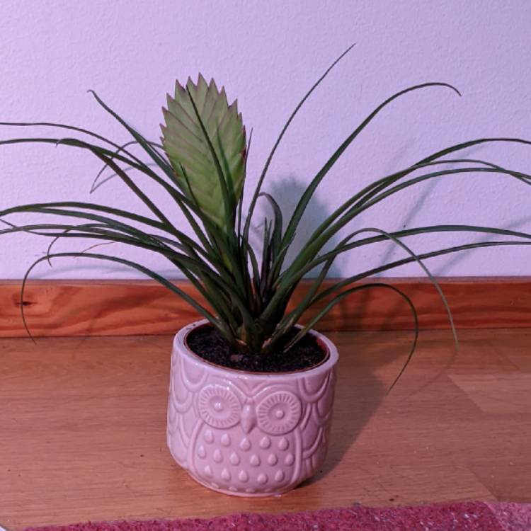 plant image 1687193