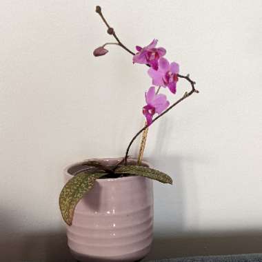 Moth Orchid