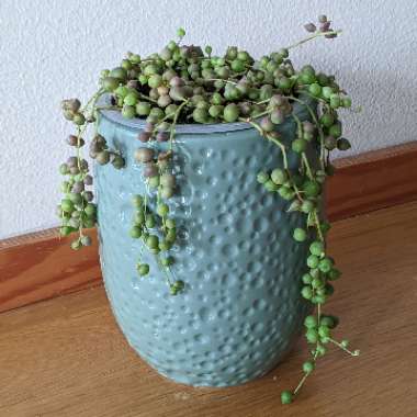 String of Pearls