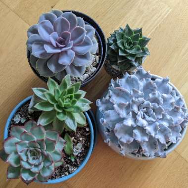 Dolores's garden