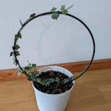 Tiny-leaf Porcelain Flower Hoya
